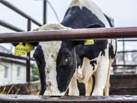 Фото: Юлия Боровикова