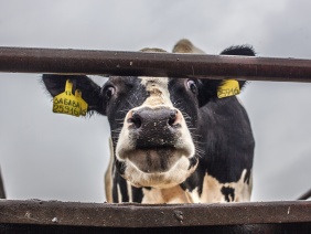 Фото: Юлия Боровикова